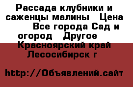 Рассада клубники и саженцы малины › Цена ­ 10 - Все города Сад и огород » Другое   . Красноярский край,Лесосибирск г.